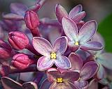 Lilac Closeup_DSCF02559-62